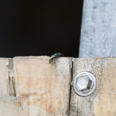 Mutillidae (family) at Illilanga & Baroona - 16 Dec 2018