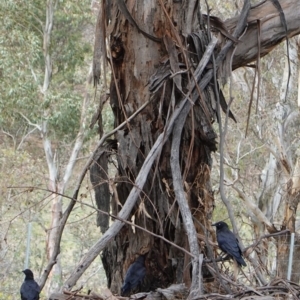 Corvus coronoides at Hughes, ACT - 16 Dec 2018