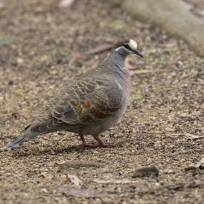 Phaps chalcoptera (Common Bronzewing) at Acton, ACT - 11 Dec 2018 by AlisonMilton