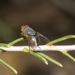 Calliphora sp. (genus) (Unidentified blowfly) at Hackett, ACT - 10 Dec 2018 by Alison Milton