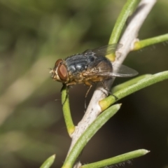 Calliphora sp. (genus) at Hackett, ACT - 11 Dec 2018