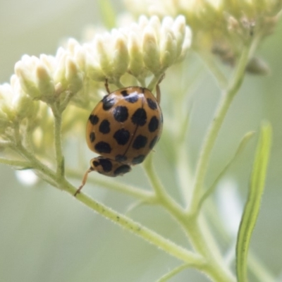 Harmonia conformis (Common Spotted Ladybird) at Acton, ACT - 11 Dec 2018 by AlisonMilton