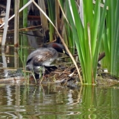 Tachybaptus novaehollandiae at Fyshwick, ACT - 16 Dec 2018