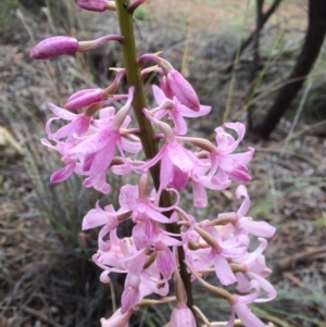 Dipodium roseum at Hackett, ACT - 16 Dec 2018