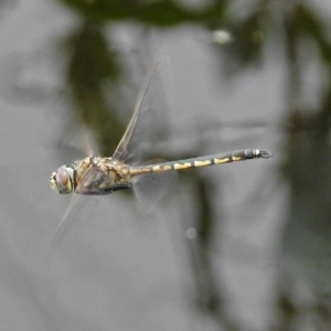 Hemicordulia tau at Fyshwick, ACT - 15 Dec 2018 12:37 PM