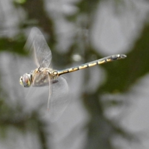 Hemicordulia tau at Fyshwick, ACT - 15 Dec 2018 12:37 PM