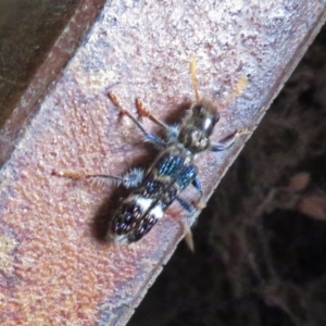 Scrobiger splendidus at Fyshwick, ACT - 16 Dec 2018 02:40 PM