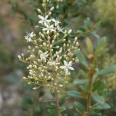 Bursaria spinosa (Native Blackthorn, Sweet Bursaria) at Hughes, ACT - 16 Dec 2018 by JackyF