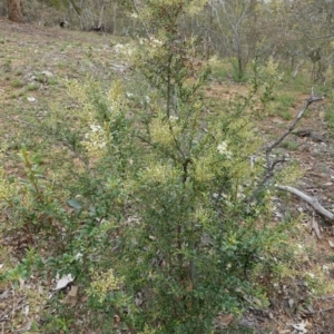 Bursaria spinosa at Hughes, ACT - 16 Dec 2018 03:44 PM