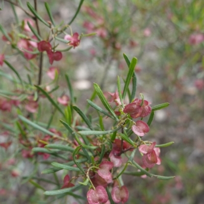 Dodonaea viscosa subsp. angustissima (Hop Bush) at Red Hill, ACT - 16 Dec 2018 by JackyF