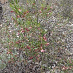 Dodonaea viscosa subsp. angustissima at Red Hill, ACT - 16 Dec 2018