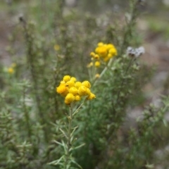 Chrysocephalum semipapposum (Clustered Everlasting) at Red Hill, ACT - 16 Dec 2018 by JackyF