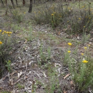 Chrysocephalum semipapposum at Red Hill, ACT - 16 Dec 2018