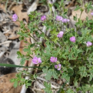 Geranium sp. at Hughes, ACT - 16 Dec 2018