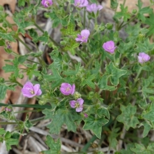 Geranium sp. at Hughes, ACT - 16 Dec 2018