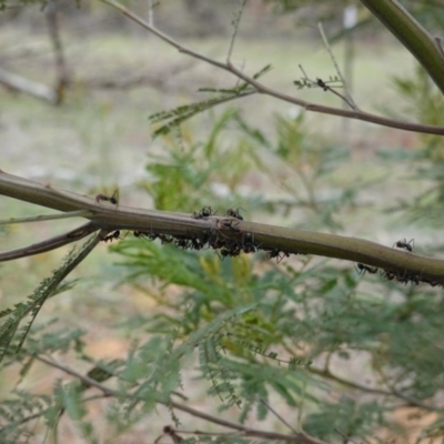 Unidentified Ant (Hymenoptera, Formicidae) at Red Hill Nature Reserve - 16 Dec 2018 by JackyF