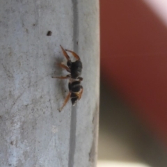 Apricia jovialis (Jovial jumping spider) at Bungendore, NSW - 16 Dec 2018 by Christine