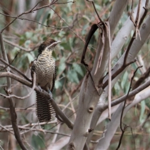 Eudynamys orientalis at Greenway, ACT - 16 Dec 2018 10:15 AM