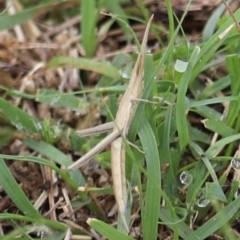 Acrida conica (Giant green slantface) at Greenway, ACT - 16 Dec 2018 by YellowButton