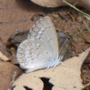 Zizina otis at Bungendore, NSW - 16 Dec 2018