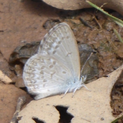 Zizina otis (Common Grass-Blue) at Bungendore, NSW - 16 Dec 2018 by Christine