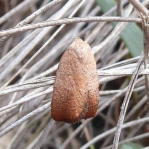 Tortricopsis semijunctella at Bungendore, NSW - 16 Dec 2018