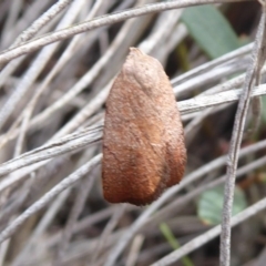 Tortricopsis semijunctella at Bungendore, NSW - 16 Dec 2018