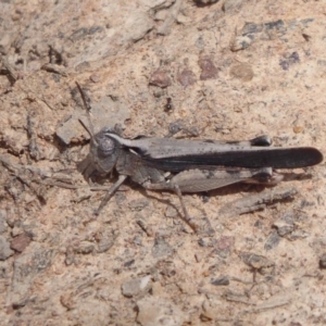 Cryptobothrus chrysophorus at Bungendore, NSW - 16 Dec 2018