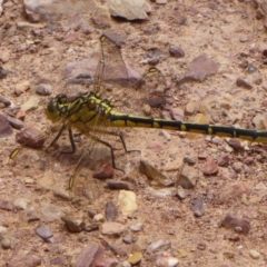 Austrogomphus guerini (Yellow-striped Hunter) at Bungendore, NSW - 15 Dec 2018 by Christine