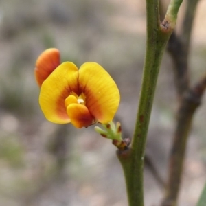 Daviesia mimosoides subsp. mimosoides at Bungendore, NSW - 16 Dec 2018