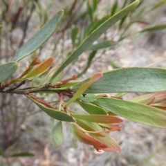 Daviesia mimosoides subsp. mimosoides at Bungendore, NSW - 16 Dec 2018