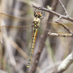 Hemicordulia tau (Tau Emerald) at Bungendore, NSW - 15 Dec 2018 by Christine