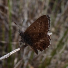 Neolucia agricola (Fringed Heath-blue) at Bungendore, NSW - 16 Dec 2018 by Christine