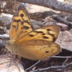 Heteronympha merope (Common Brown Butterfly) at Bungendore, NSW - 16 Dec 2018 by Christine