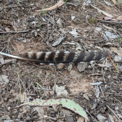 Podargus strigoides at Red Hill, ACT - 16 Dec 2018 by JackyF