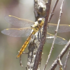 Hemicordulia tau (Tau Emerald) at Bungendore, NSW - 15 Dec 2018 by Christine