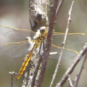 Hemicordulia tau at Bungendore, NSW - 16 Dec 2018 10:24 AM