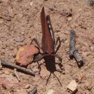 Goniaea opomaloides (Mimetic Gumleaf Grasshopper) at Bungendore, NSW - 15 Dec 2018 by Christine