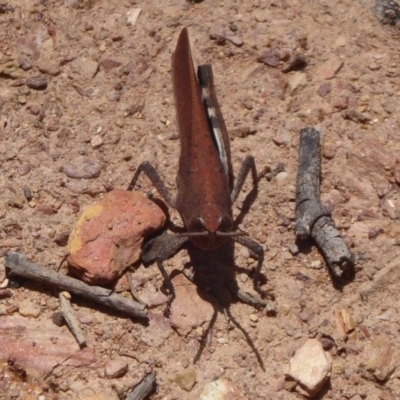 Goniaea opomaloides (Mimetic Gumleaf Grasshopper) at Bungendore, NSW - 16 Dec 2018 by Christine