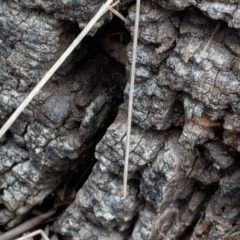 Papyrius nitidus at Hughes, ACT - 16 Dec 2018