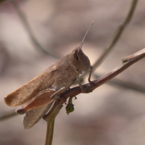 Goniaea opomaloides at Bungendore, NSW - 16 Dec 2018