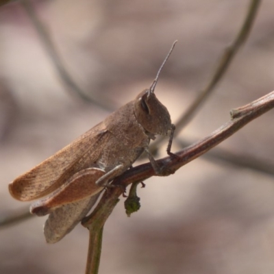 Goniaea opomaloides (Mimetic Gumleaf Grasshopper) at Bungendore, NSW - 15 Dec 2018 by Christine