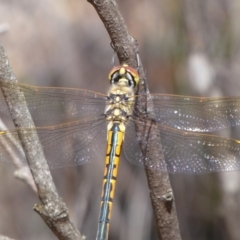 Hemicordulia tau (Tau Emerald) at Bungendore, NSW - 16 Dec 2018 by Christine