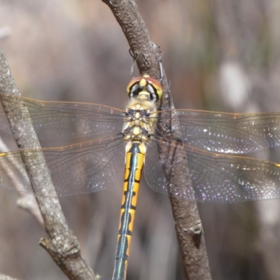 Hemicordulia tau (Tau Emerald) at Bungendore, NSW - 16 Dec 2018 by Christine