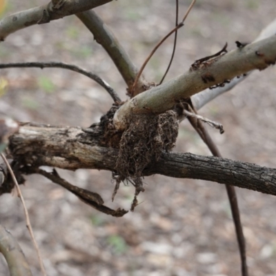 Papyrius nitidus (Shining Coconut Ant) at Hughes, ACT - 16 Dec 2018 by JackyF