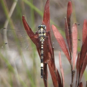 Parasynthemis regina at Bungendore, NSW - 16 Dec 2018