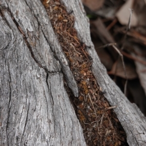 Papyrius nitidus at Red Hill, ACT - 16 Dec 2018