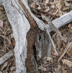 Papyrius nitidus at Red Hill, ACT - 16 Dec 2018