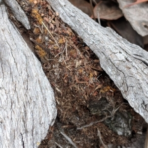 Papyrius nitidus at Red Hill, ACT - 16 Dec 2018