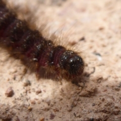 Lepidoptera unclassified IMMATURE (caterpillar or pupa or cocoon) at Bungendore, NSW - 16 Dec 2018 by Christine